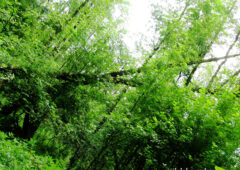 las-rezerwat-drzewa-lic59bcie-zielony-krzyc5bc-gebo-pocac582unek-106